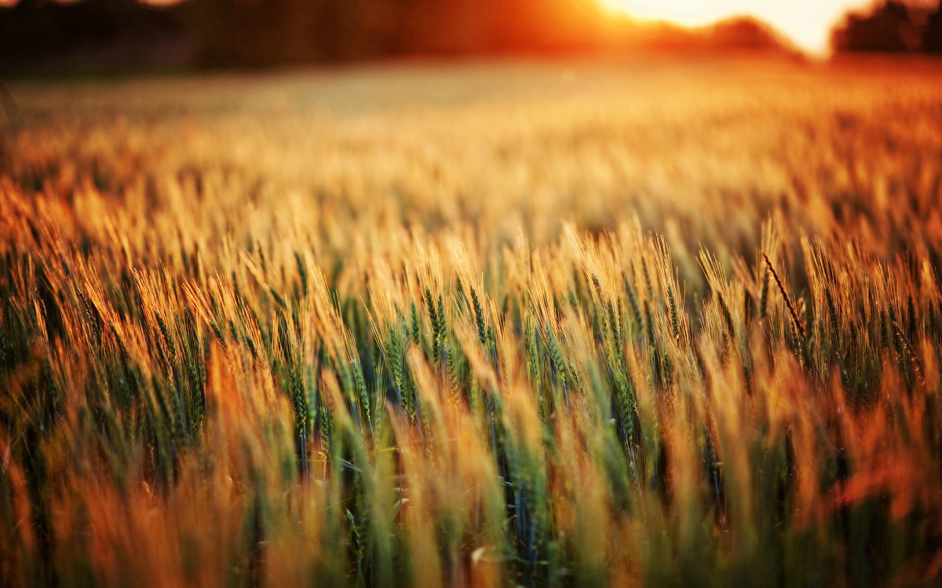 Download Nature Wheat HD Wallpaper