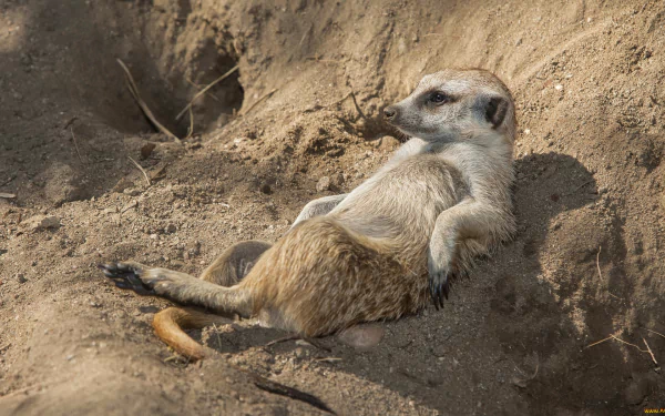 Animal meerkat HD Desktop Wallpaper | Background Image