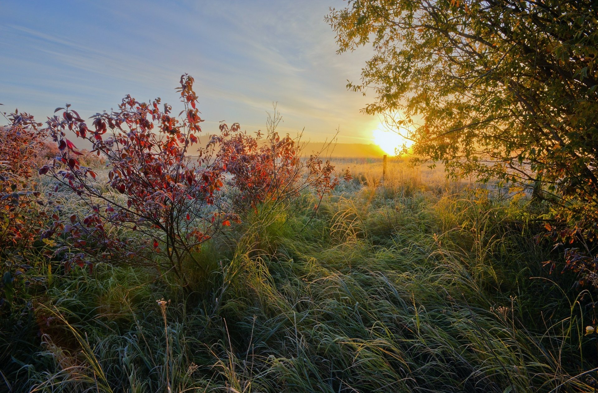 HD PC desktop wallpaper showing a vibrant sunrise over a frosted meadow with autumn foliage and tall grasses under a clear sky.