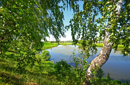 nature birch HD Desktop Wallpaper | Background Image