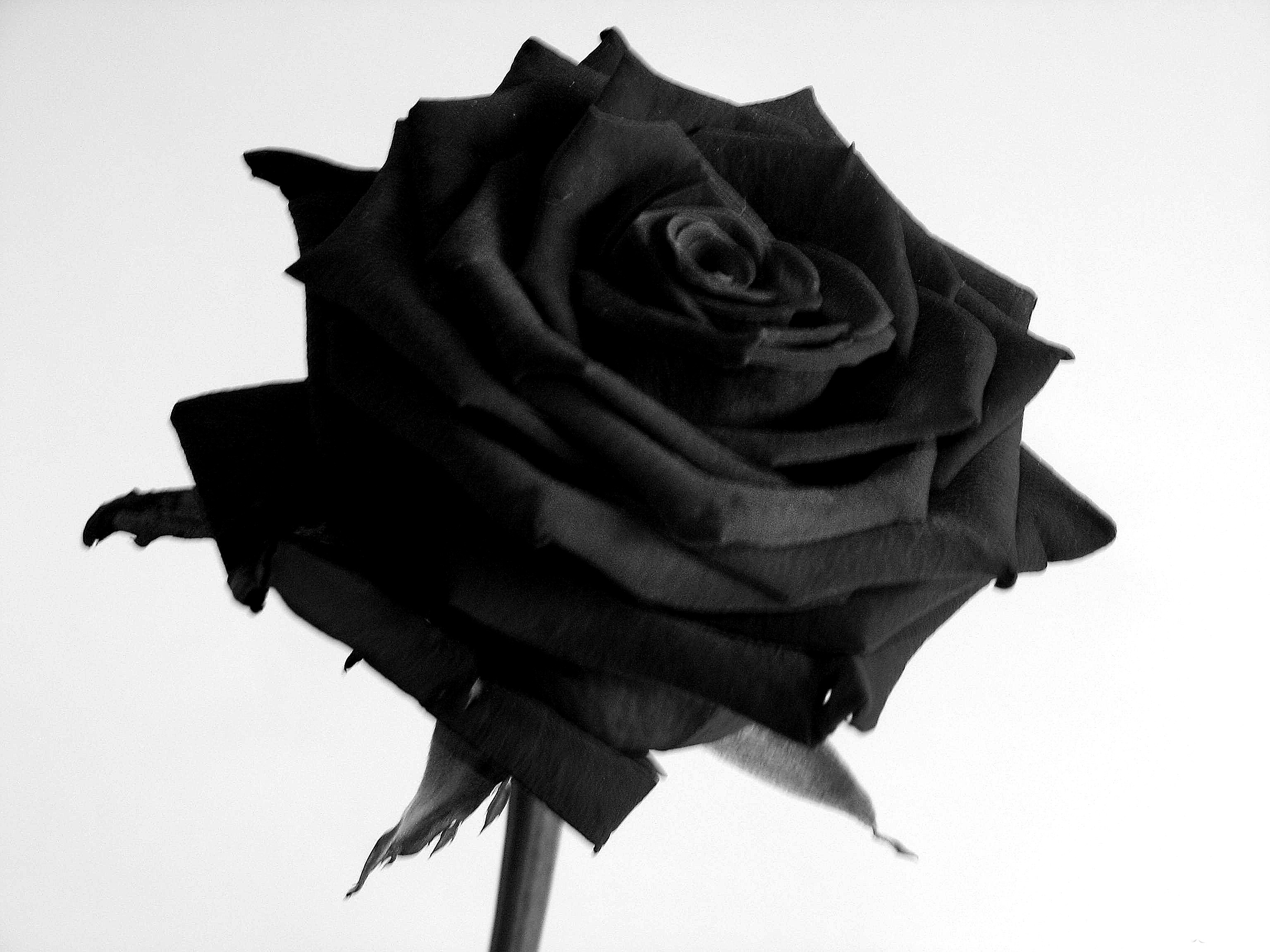 Black Rose Iphone Wallpaper