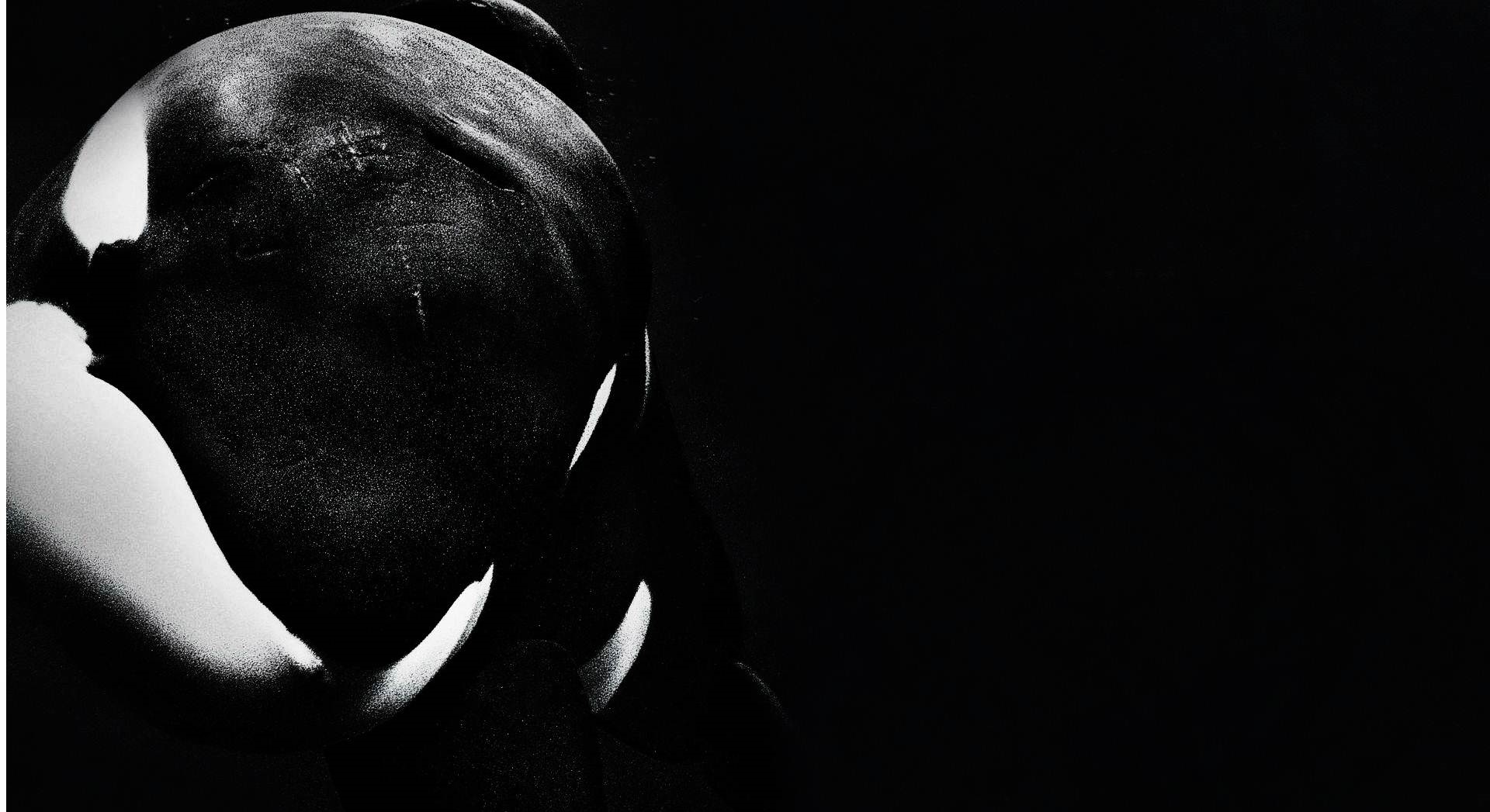 Download Animal Orca Wallpaper