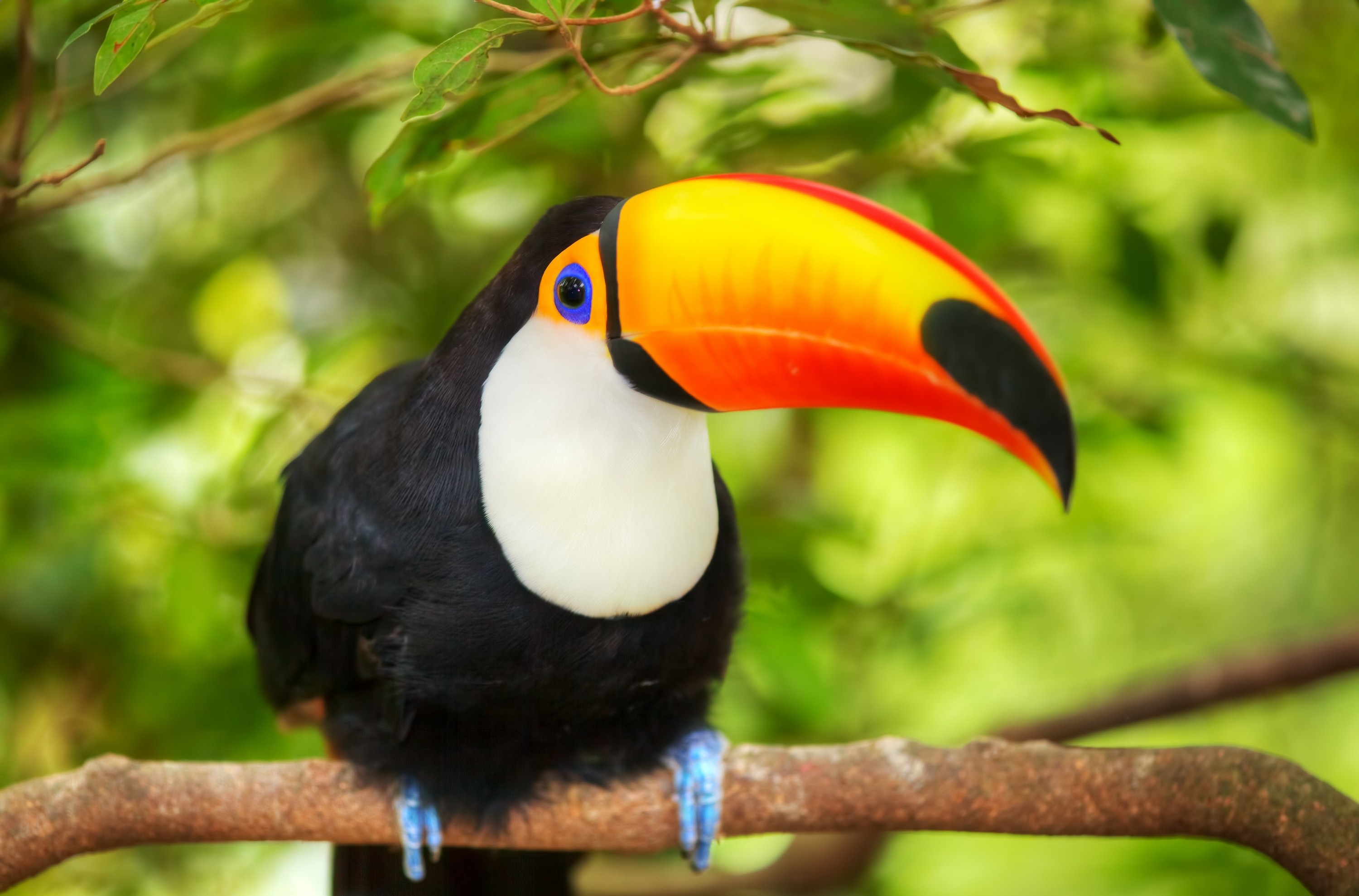 Animal Toco toucan HD Wallpaper | Background Image