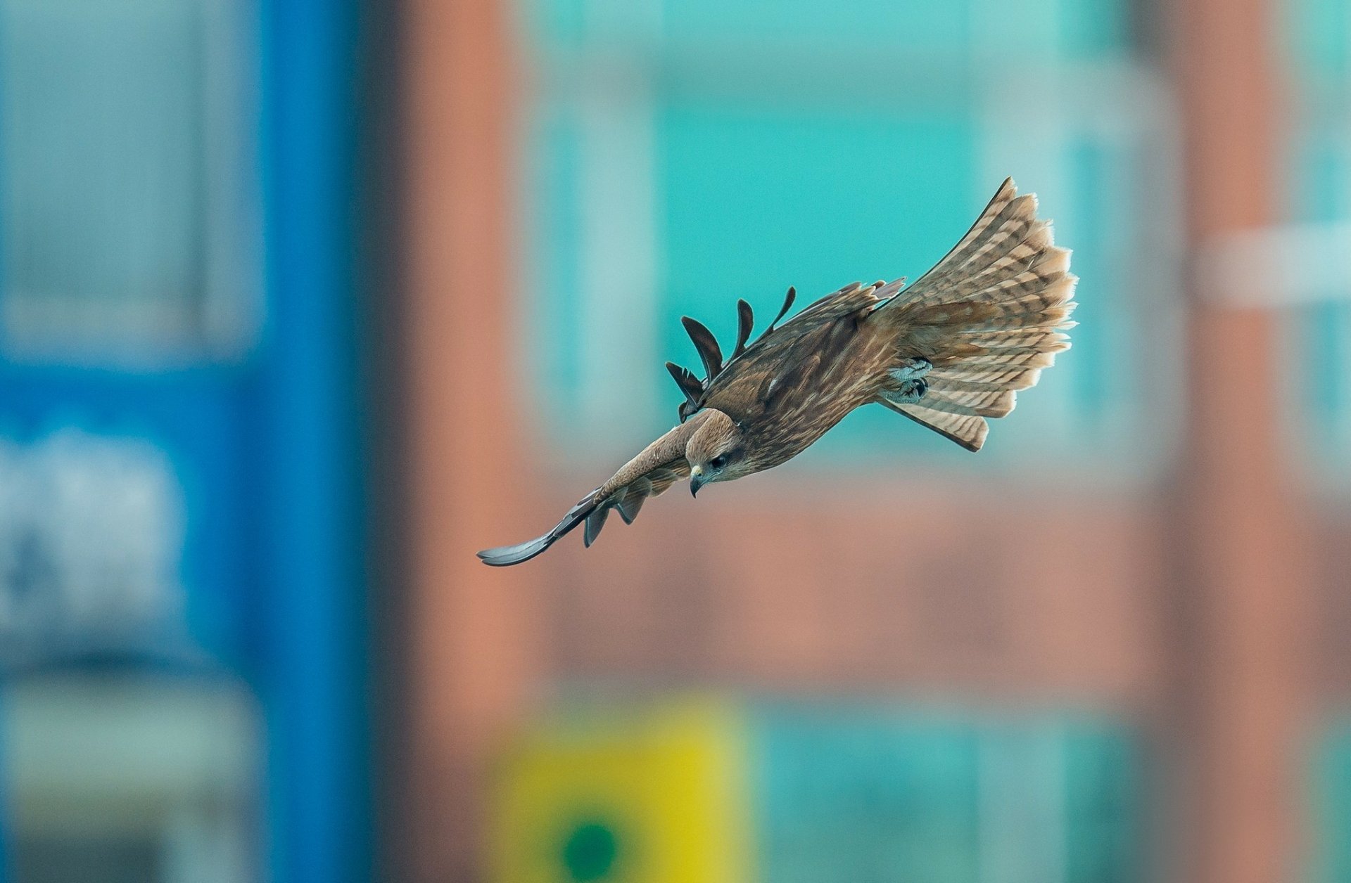 HD desktop wallpaper featuring a falcon in mid-flight against a softly blurred urban background.
