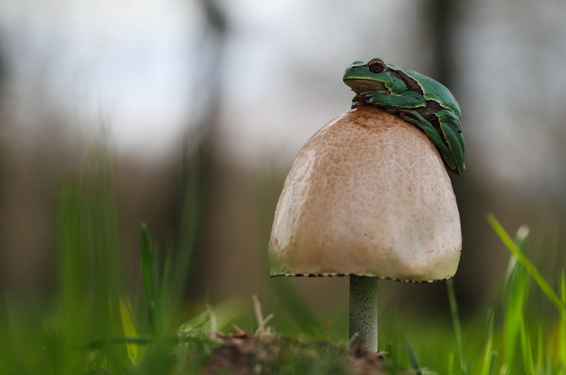 Download Mushroom Animal Frog  HD Wallpaper