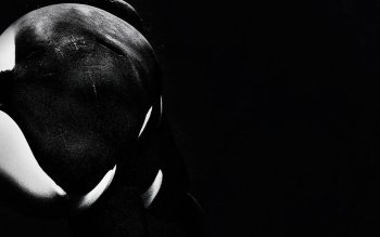 20 Orca Fondos De Pantalla Hd Fondos De Escritorio