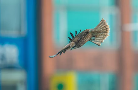 flight Animal falcon HD Desktop Wallpaper | Background Image
