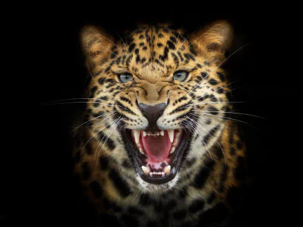 A fierce leopard snarls, displaying its sharp teeth and intense blue eyes against a dark background. This striking HD image captures the power and beauty of this wild animal.