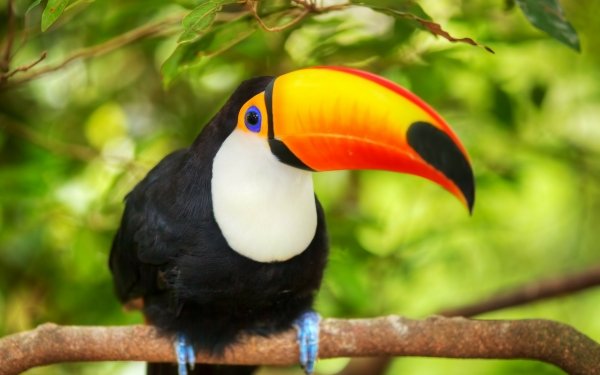 Animal Toco toucan Birds Toucans Toucan Beak HD Wallpaper | Background Image