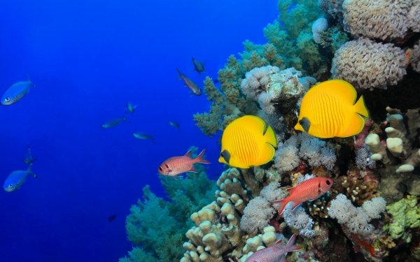 Animal Fish Fishes Coral Tropical Fish Underwater Butterflyfish HD Wallpaper | Background Image
