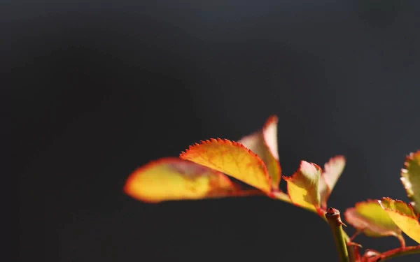 Close-up of vibrant leaves against a dark background, showcasing intricate details and rich colors. An HD nature wallpaper that captures the beauty of leaves in sunlight.