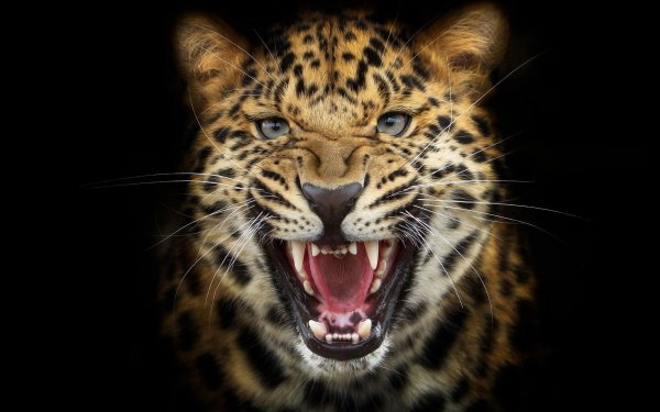 Animal Leopard Cats Snarl HD Wallpaper | Background Image