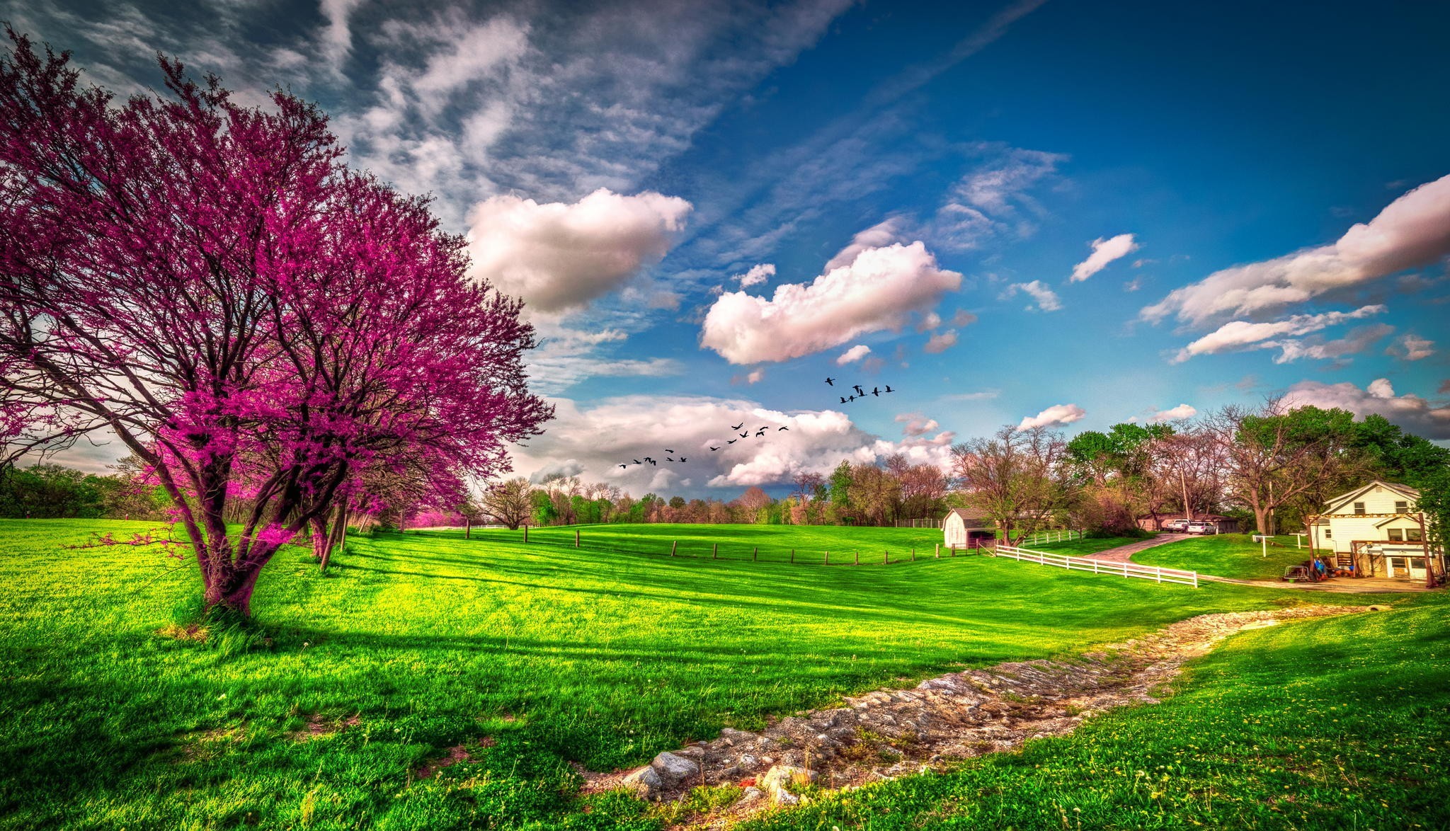 spring trees wallpaper