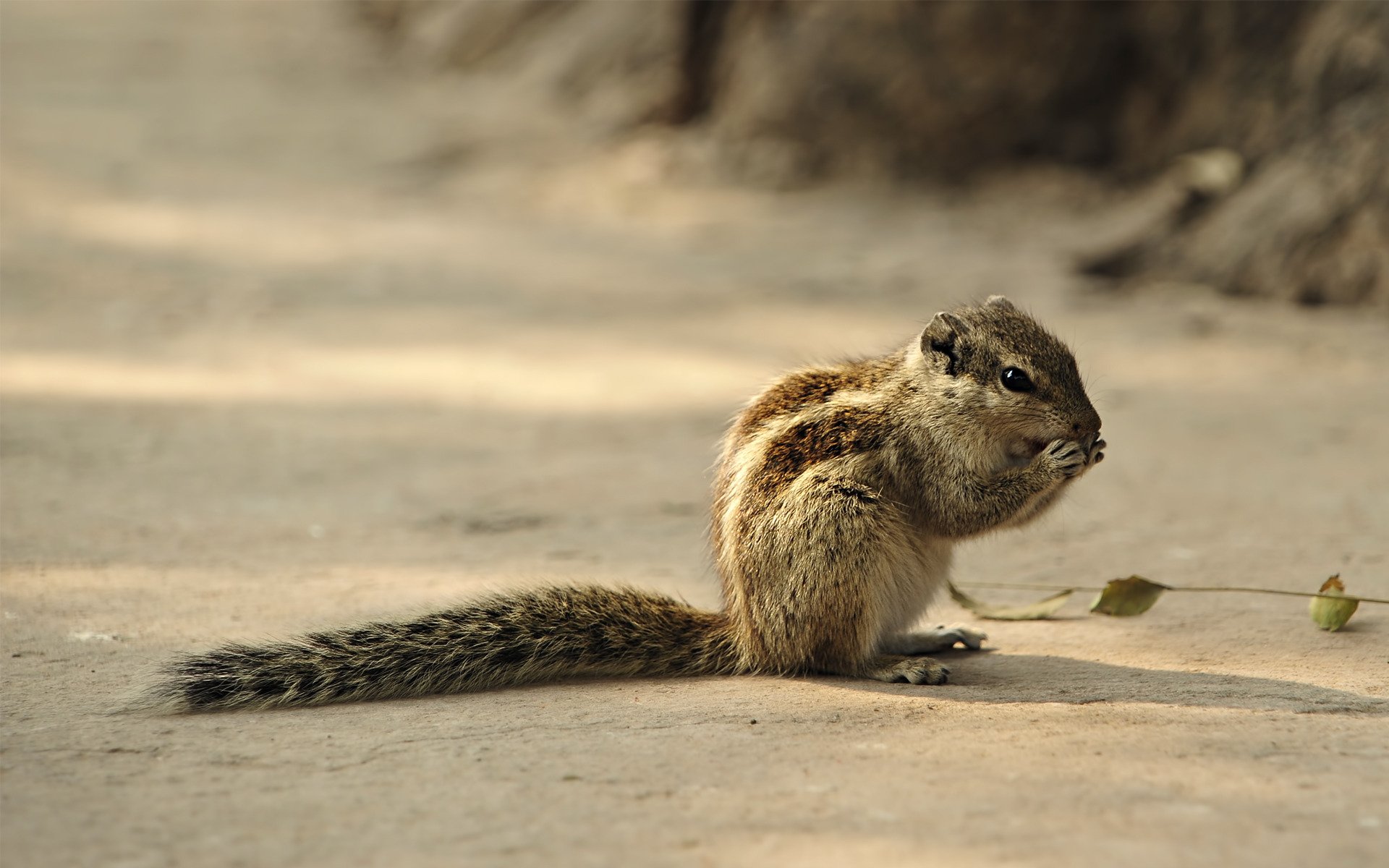 Download Animal Chipmunk HD Wallpaper