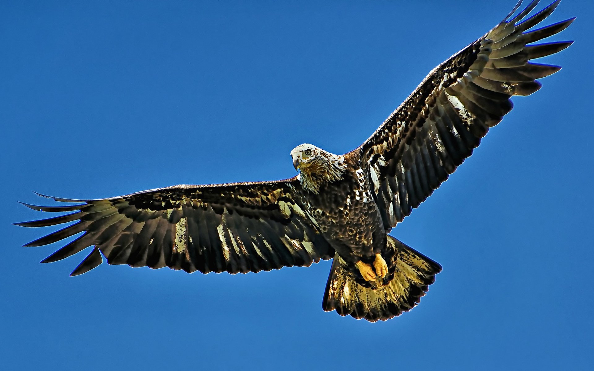 Eagle Full HD Wallpaper and Background Image | 1920x1200 | ID:542551