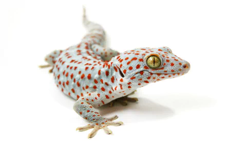 Close-up HD desktop wallpaper of a tokay gecko with vibrant orange spots on its gray skin against a white background.