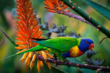 A vibrant rainbow lorikeet perched on a branch, surrounded by colorful flowers in a lush jungle setting. This HD wallpaper captures the beauty of nature and wildlife.