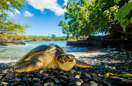 shore Animal turtle HD Desktop Wallpaper | Background Image