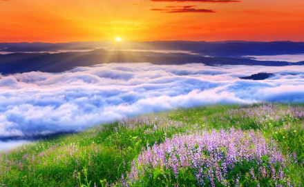A vibrant sunset casts golden hues over a meadow adorned with purple flowers, surrounded by a sea of clouds, creating a serene natural landscape for a stunning HD desktop wallpaper.