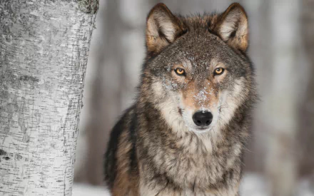 A striking HD wallpaper featuring a focused wolf with intense eyes, surrounded by a snowy landscape and trees, capturing the essence of wildlife.