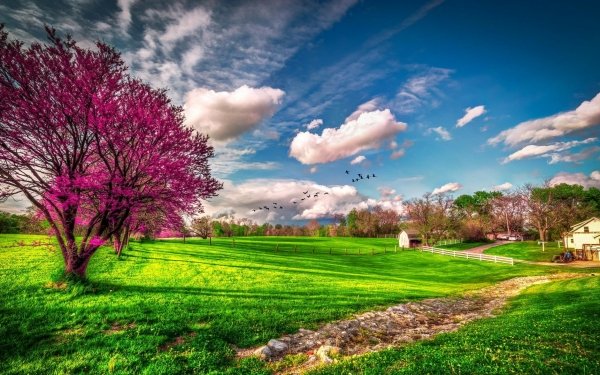 Earth Spring Tree Blossom Sky Cloud House HD Wallpaper | Background Image