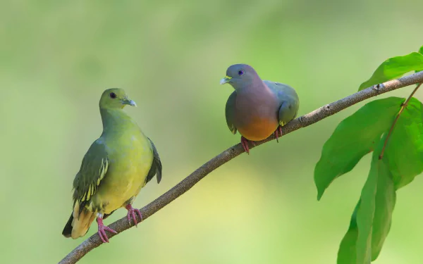 A serene HD wallpaper featuring a couple of doves perched on a branch, surrounded by soft green foliage, creating a tranquil natural background.