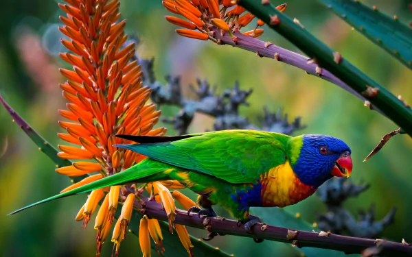 A vibrant rainbow lorikeet perched on a branch, surrounded by colorful flowers in a lush jungle setting. This HD wallpaper captures the beauty of nature and wildlife.