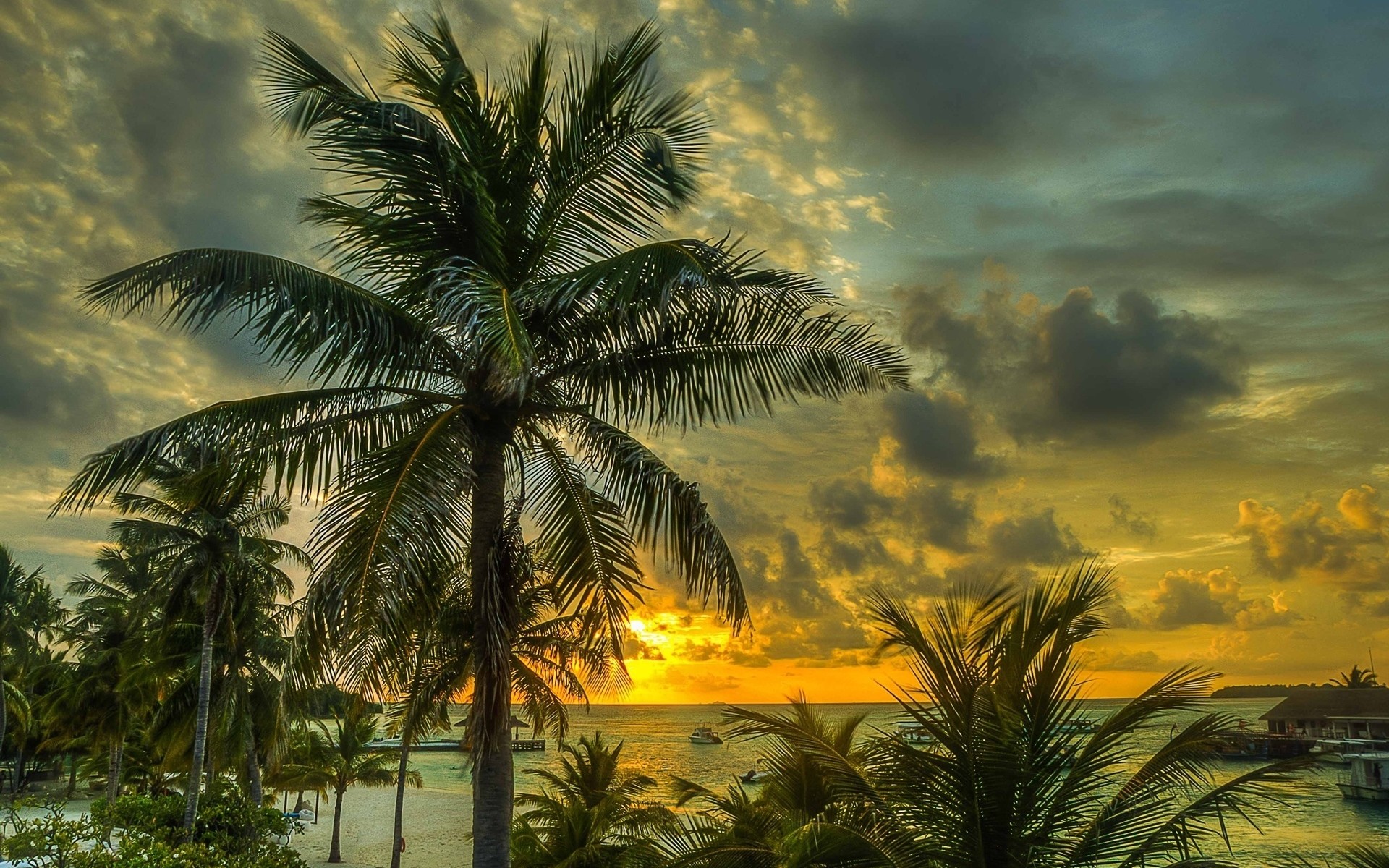 Nature Palm Tree HD Wallpaper | Background Image