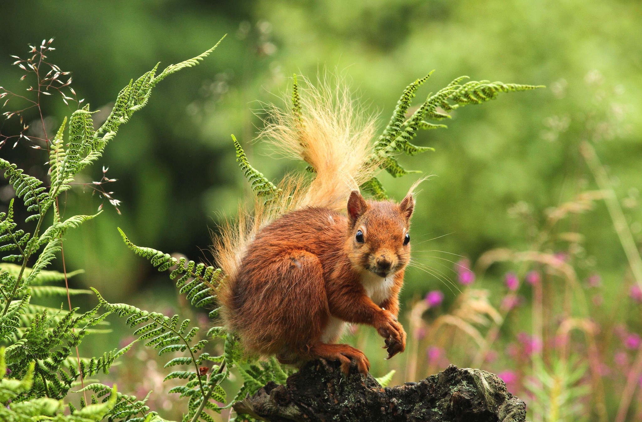 Squirrel HD Wallpaper