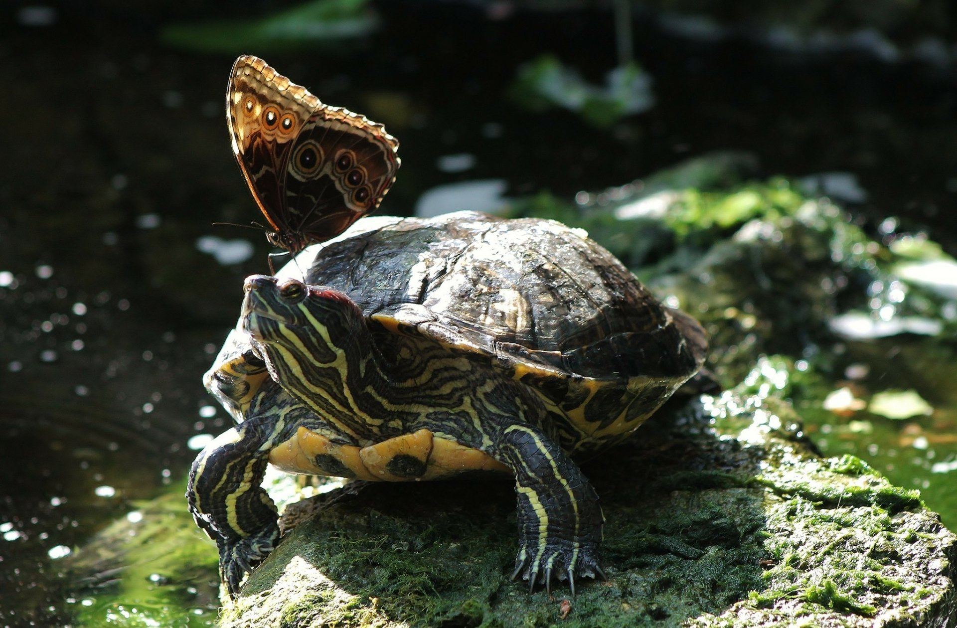 Download Butterfly Animal Turtle HD Wallpaper
