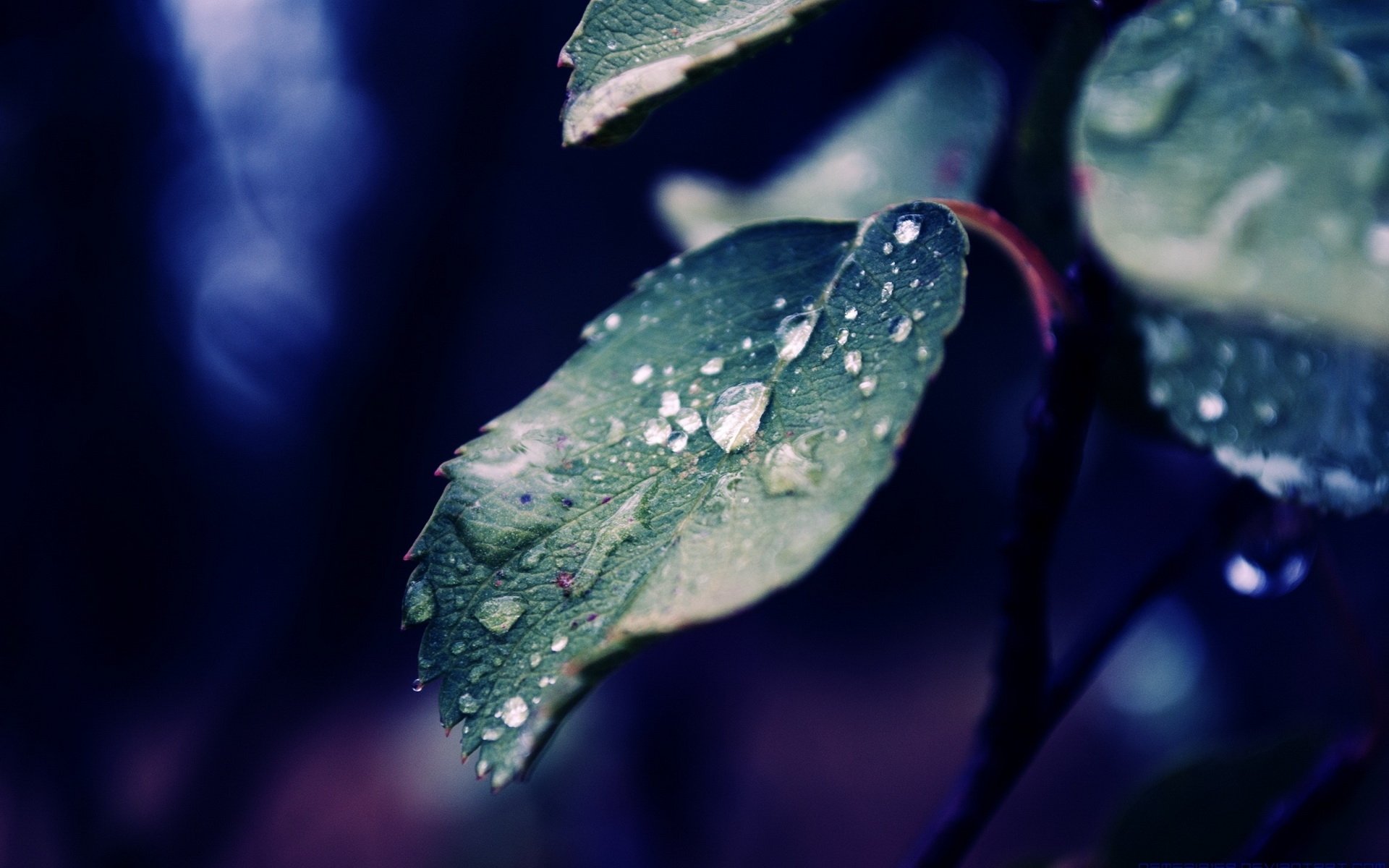 水滴高清壁纸 桌面背景 19x10 Id Wallpaper Abyss