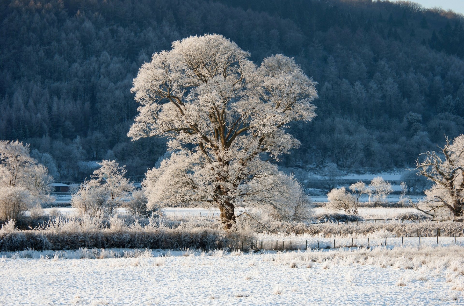 HD PC desktop wallpaper showing a serene winter forest scene with frost-covered trees and a snowy landscape under soft natural light.