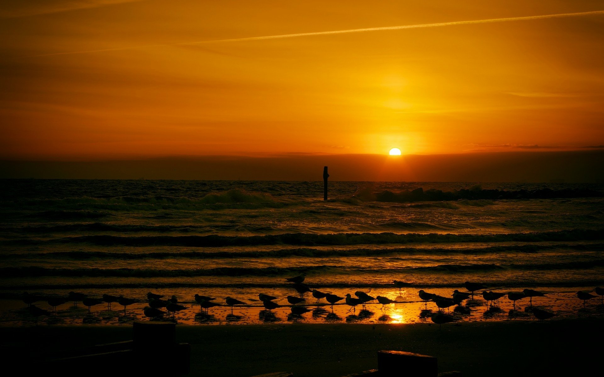 HD PC desktop wallpaper: nature sunset with golden sun over a calm sea, lone silhouette on the horizon and shorebirds on wet sand reflecting orange light.