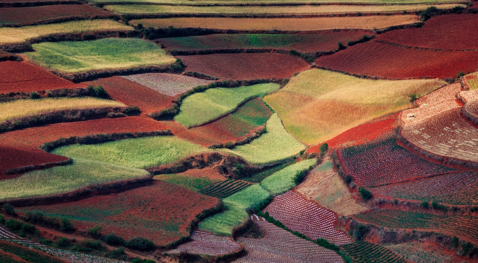 Vibrant patchwork of terraced fields in Dongchuan, Yunnan, China, showcasing rich soil colors and natural beauty in stunning HD detail.
