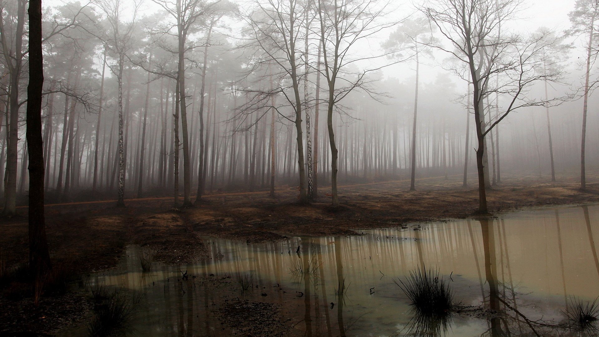 HD nature desktop wallpaper featuring a foggy forest with bare trees reflecting in a calm, muddy pond, creating a serene and mysterious atmosphere.