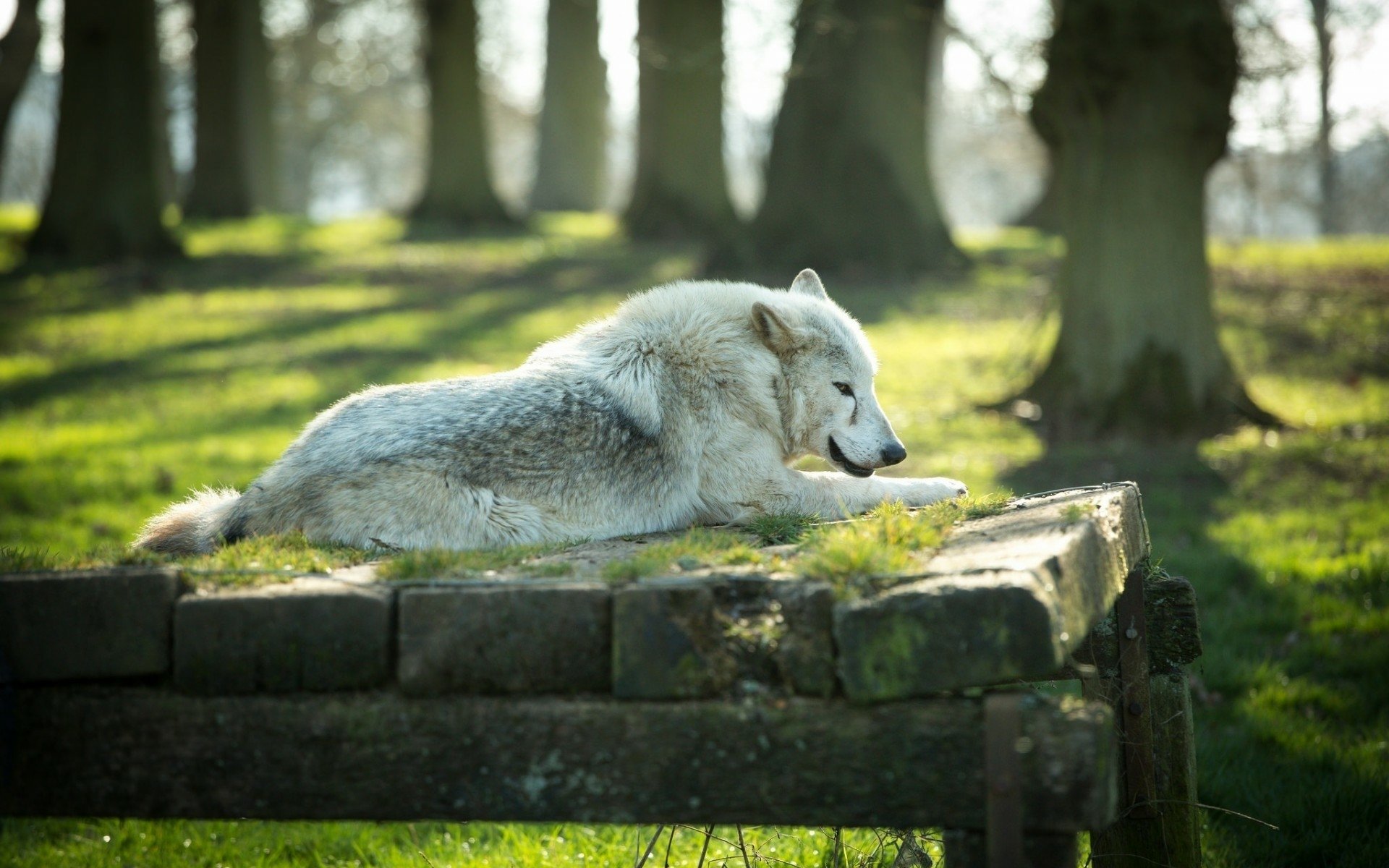 HD PC desktop wallpaper featuring a white wolf resting on a raised wooden platform in a sunlit forest clearing.