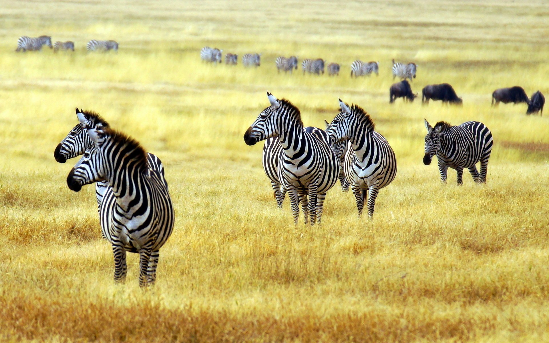 Download Animal Zebra HD Wallpaper