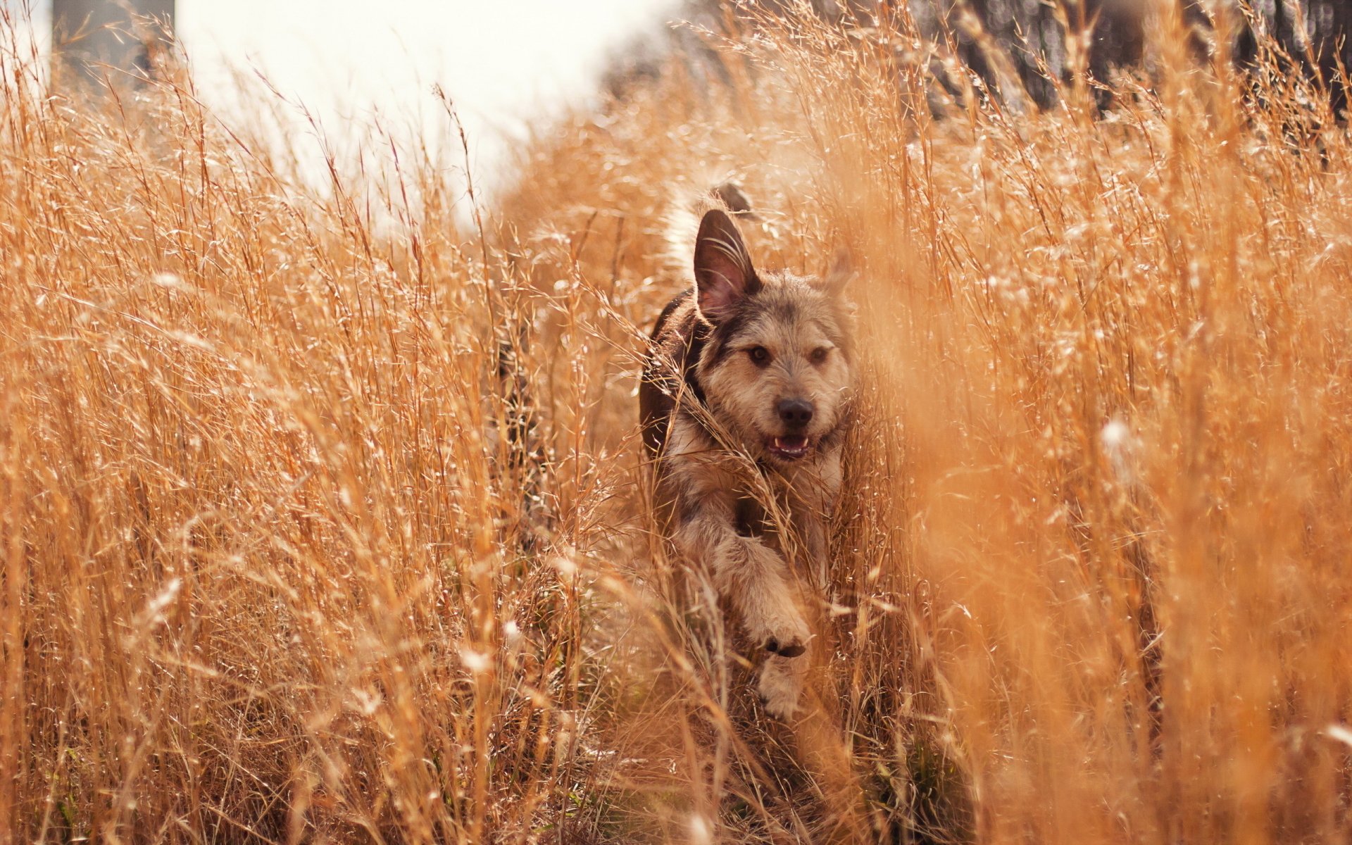 Download Animal Dog HD Wallpaper | 2560x1600 | Wallpaper Abyss