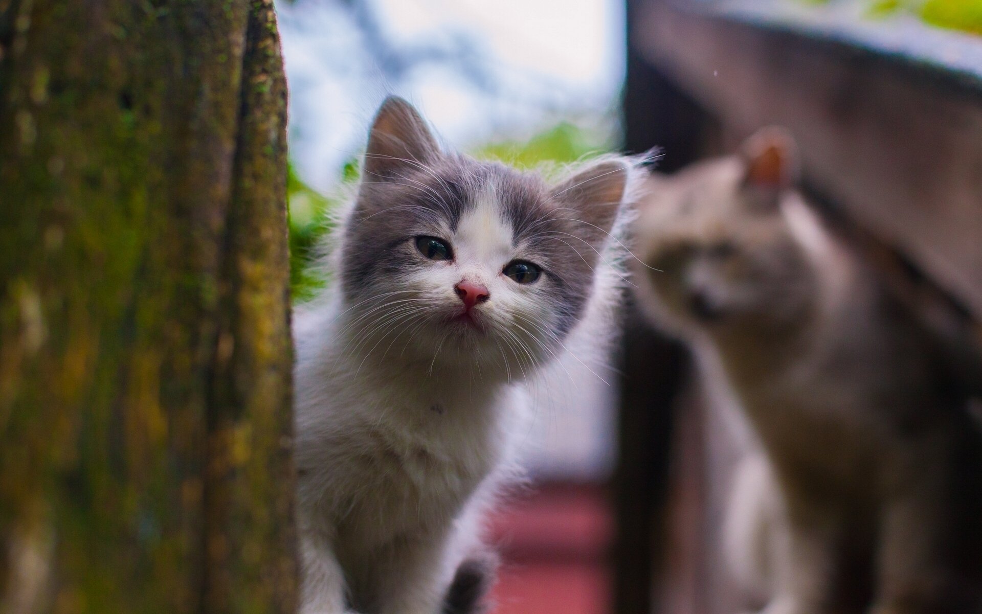 Animal, cat — HD PC desktop wallpaper and background showing a curious grey-and-white kitten peeking from behind a tree with a second cat softly blurred in the background.