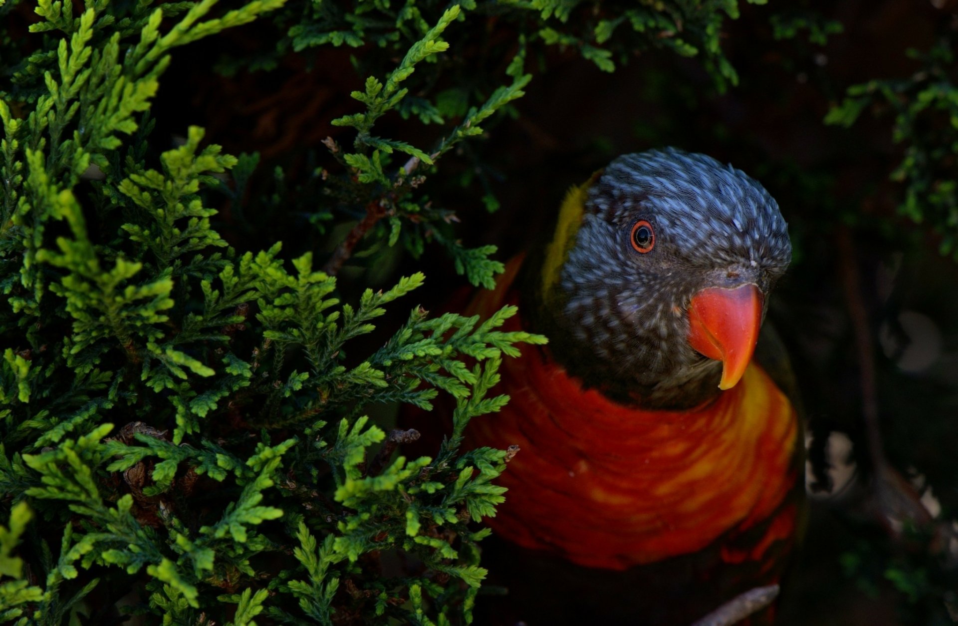 Vibrant rainbow lorikeet parrot peeking through dense green foliage, captured in stunning HD detail for a vivid PC desktop wallpaper and background.