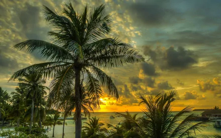 nature palm tree HD Desktop Wallpaper | Background Image