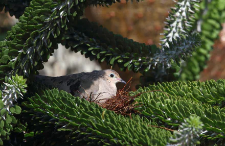 A serene HD desktop wallpaper featuring a dove nested among lush green foliage, showcasing the beauty of wildlife in a tranquil setting.