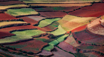 Vibrant patchwork of terraced fields in Dongchuan, Yunnan, China, showcasing rich soil colors and natural beauty in stunning HD detail.