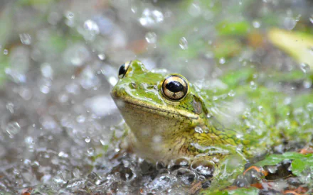 A vibrant green frog sits among splashes of water, surrounded by lush greenery, creating a captivating HD PC wallpaper and background that showcases the beauty of nature.