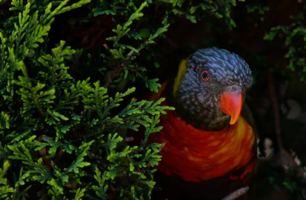 Vibrant rainbow lorikeet parrot peeking through dense green foliage, captured in stunning HD detail for a vivid PC desktop wallpaper and background.