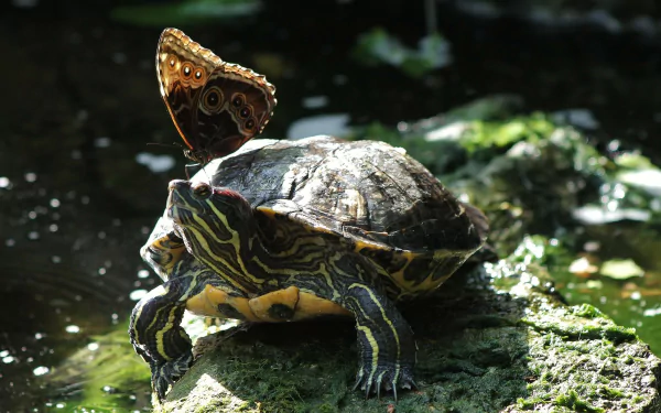 butterfly Animal turtle HD Desktop Wallpaper | Background Image