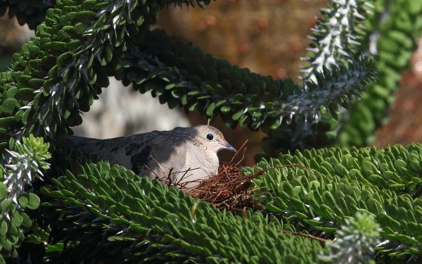 Animal Dove Birds Columbidae Nest HD Wallpaper | Background Image