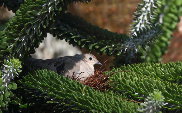 A serene HD desktop wallpaper featuring a dove nested among lush green foliage, showcasing the beauty of wildlife in a tranquil setting.