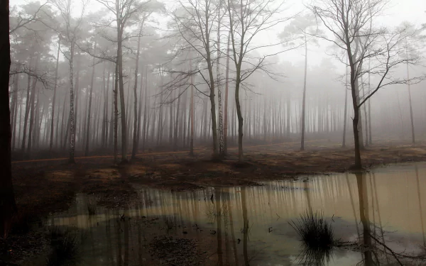 HD nature desktop wallpaper featuring a foggy forest with bare trees reflecting in a calm, muddy pond, creating a serene and mysterious atmosphere.