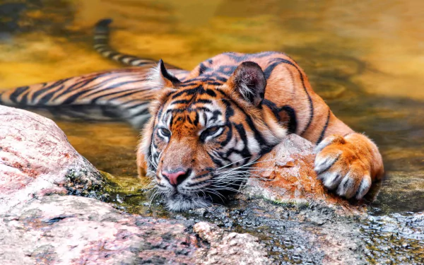 HD wallpaper of a tiger lying down with its head resting on a rock in a shallow, serene water body. The tiger appears calm and relaxed, set against a background of earthy tones.